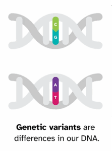 Genetic variants are differences in our DNA. The image shows a single DNA change, from a C (paired with G) to an A (paired with T).